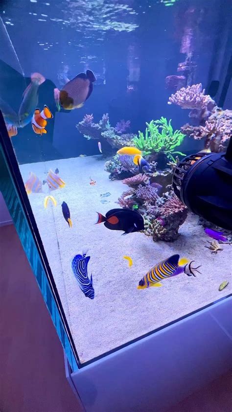 community fish|The 11 Best Saltwater Aquarium Fish for True Beginners.
